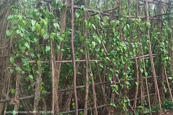 Vetrilai Kodaikaal for Lease @ Thiruvaiyaru